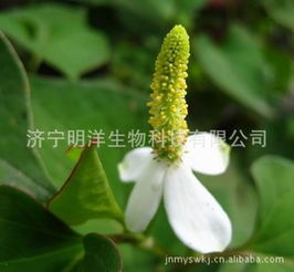 濟(jì)寧明洋生物科技 多樣化的植物提取物產(chǎn)品陣容